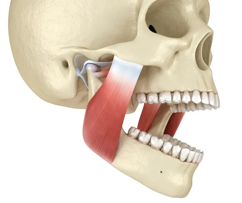 Animated skull demonstrating TMJ procedure